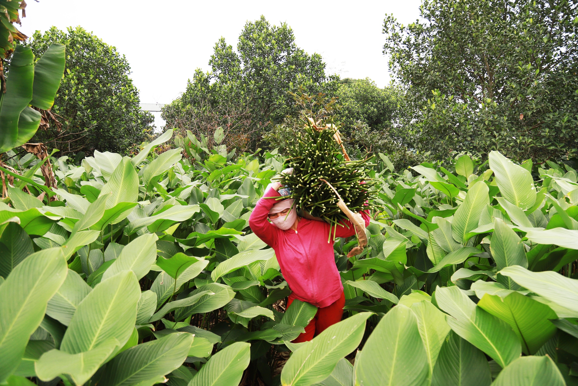 Tổng diện tích trồng lá dong riềng thôn Tràng Cát hơn 20ha, chủ yếu là đất vườn, đất ở của người dân.