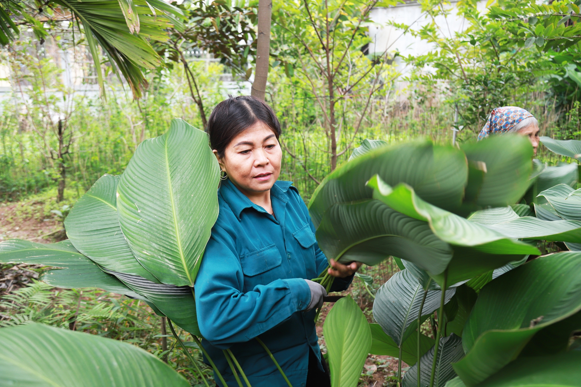 Theo chia sẻ của chị Nguyễn Thị Khuyên (Tràng Cát, Kim An), giới thiệu, lá dong là ngành nghề truyền thống có từ thời thành lập làng đến nay (Theo gia phả làng Tràng Cát, từ thế kỉ XVI-XVII).