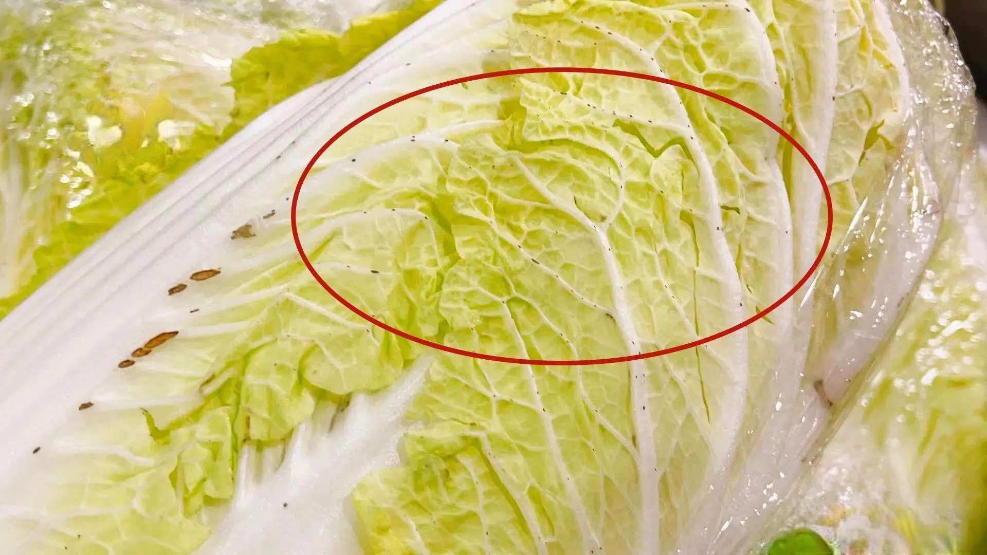 Lão nông tiết lộ những khác biệt của 2 loại cải thảo và 3 điểm phải lưu ý khi mua để tránh nhầm lẫn, chọn được loại ngon, an toàn  - Ảnh 3.