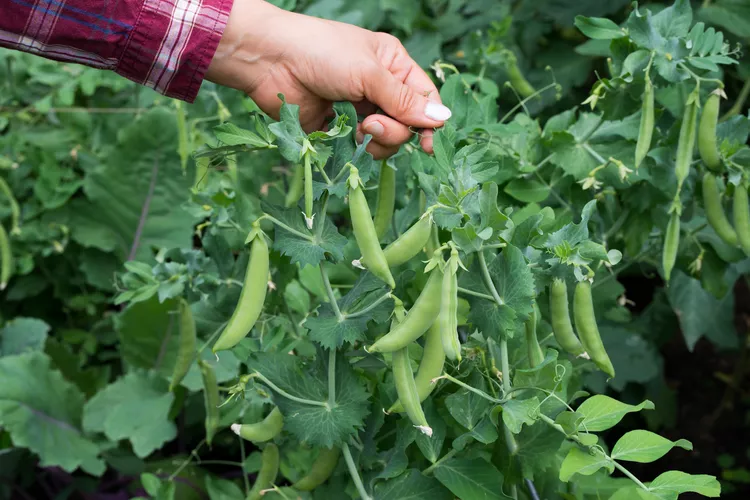 Mùa hè đến rồi , hãy nhanh tay ăn món này. Nó giúp cải thiện thị lực, làm ẩm ruột, bổ sung canxi dù đắt tiền đến đâu bạn cũng nên ăn - Ảnh 1.