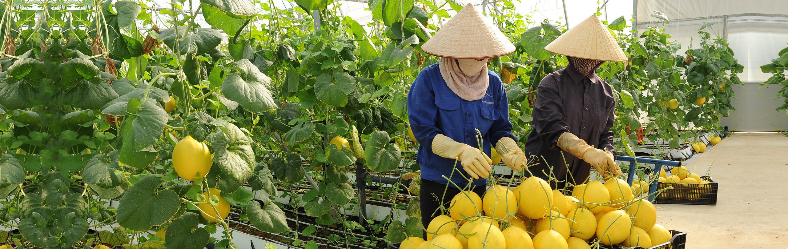 Nguyên liệu sạch và tươi ngon từ mô hình sản xuất nông nghiệp công nghệ cao: Dưa vàng bao tử đang được chị em nội trợ yêu thích - Ảnh 7.