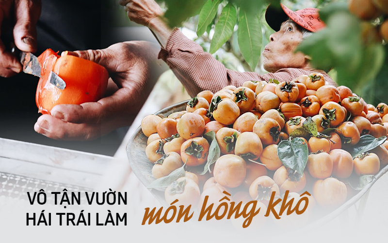 Cận ảnh vườn hồng trĩu quả ở Đà Lạt cho khách vào hái từng trái, làm luôn tại chỗ món hồng khô đượm mật mà không phải khách du lịch nào cũng biết