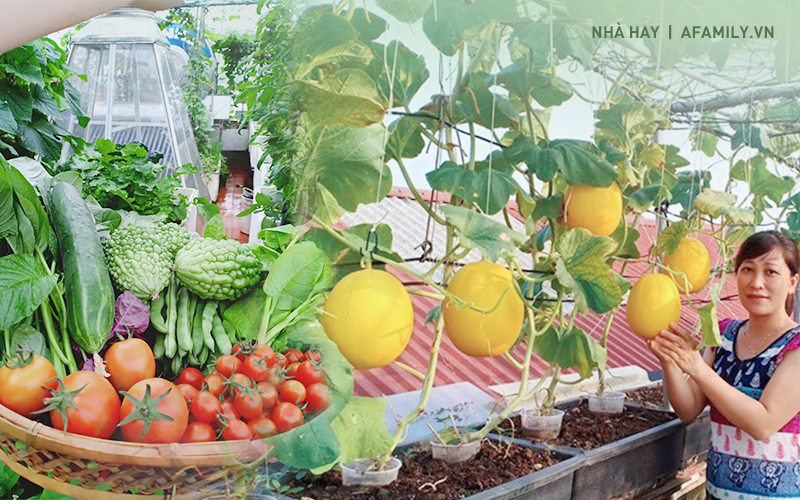 Bà mẹ Hà Nội với đam mê trồng đủ loại dưa sai quả trên sân thượng nhỏ hẹp