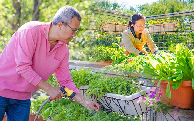 Người đàn ông 57 tuổi vừa có sự nghiệp vừa tạo lập vườn rau xanh ở "biệt thự" container tặng vợ ở giữa Thủ đô