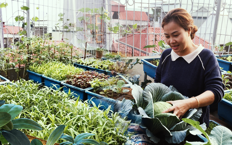 Kinh nghiệm trồng rau quả tốt tươi, bội thu trên sân thượng của mẹ đảm ở Hà Nội