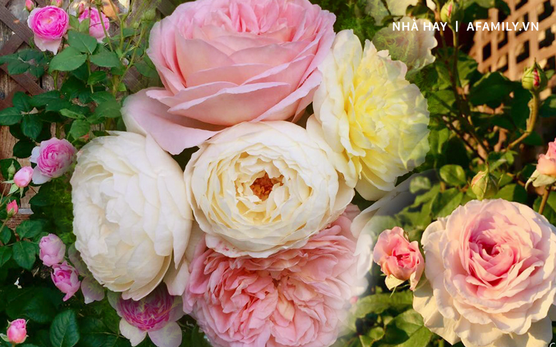 Mẹ Việt dồn hết tâm huyết để biến góc nhỏ trong vườn trở thành khu vườn hồng đẹp ngọt ngào
