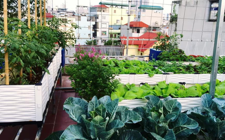 Sân thượng xanh mát đa dạng rau quả sạch cho bữa ăn thêm an tâm của mẹ hai con ở Hà Nội