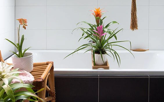 10 loại cây cảnh tốt nhất trồng trong phòng tắm để lấy thêm màu xanh và lọc không khí cho cả nhà