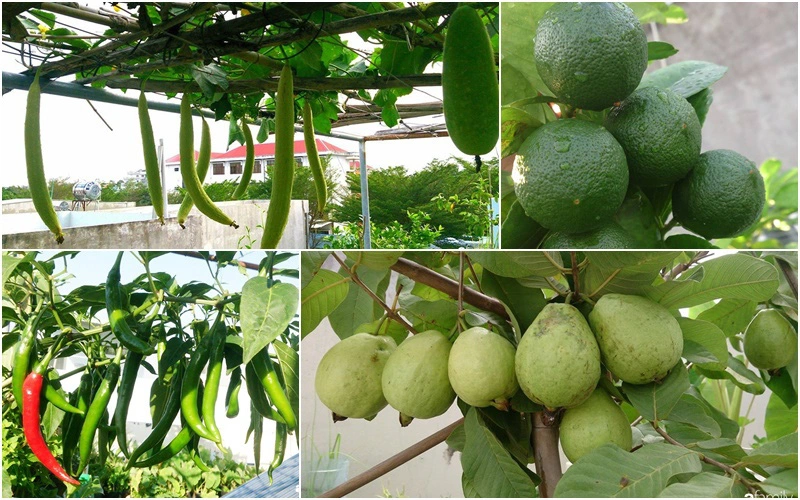 Vườn trên sân thượng trồng đủ loại rau quả sạch không kém gì vườn dưới đất của mẹ đảm ở Vũng Tàu