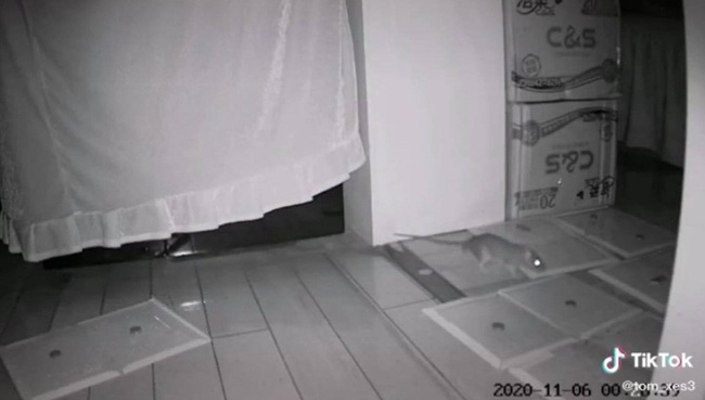Bắt mãi không được con nào, chủ nhà soi camera thì phát hiện chuột đã "thành tinh", ngang nhiên dẹp cả chiếc bẫy sang một bên để gọn lối đi lại - Ảnh 3.