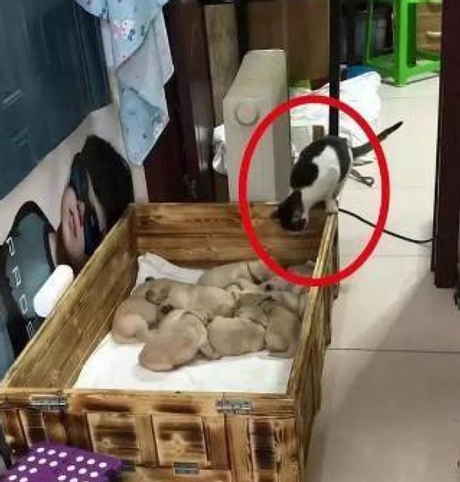 Để mèo cưng cùng lũ cún con ở nhà, chủ nhân dắt chó mẹ đi dạo, khi trở về nhìn thấy cảnh tượng "dở khóc dở cười" của các con vật - Ảnh 2.