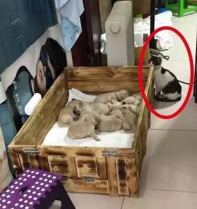 Để mèo cưng cùng lũ cún con ở nhà, chủ nhân dắt chó mẹ đi dạo, khi trở về nhìn thấy cảnh tượng "dở khóc dở cười" của các con vật - Ảnh 1.
