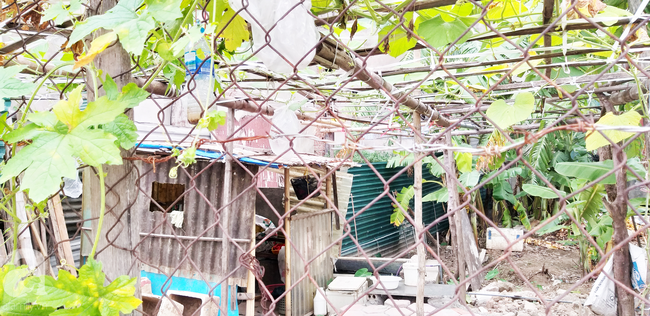 Xót xa những tòa chung cư cửa ngõ thủ đô hàng chục năm cỏ mọc xanh không được sử dụng - Ảnh 5.