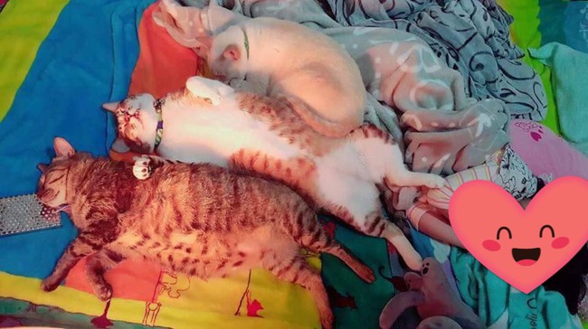Thấy sen được nghỉ học, "tam ca 3 con mèo béo" kém miếng khó chịu, đã ngủ tranh hết nửa cái giường còn độc chiếm luôn chiếc quạt sửa - Ảnh 1.