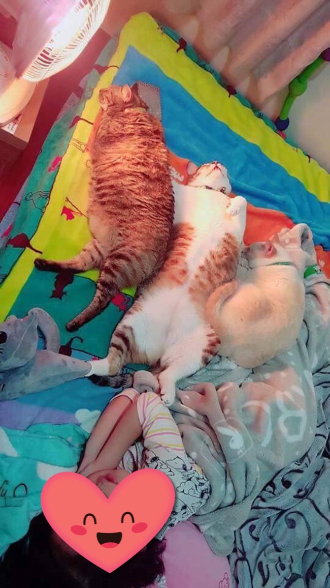 Thấy sen được nghỉ học, "tam ca 3 con mèo béo" kém miếng khó chịu, đã ngủ tranh hết nửa cái giường còn độc chiếm luôn chiếc quạt sửa - Ảnh 3.
