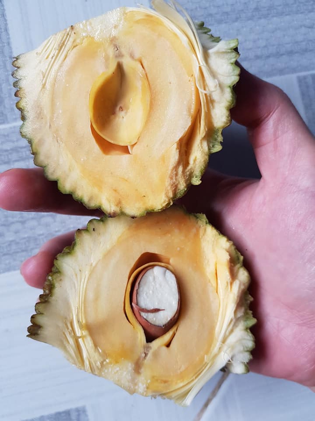 Đến mít cũng tuân thủ lệnh cách ly, quả bé xíu bằng bàn tay, vẻn vẹn duy nhất 1 hạt, 1 múi đến hài - Ảnh 2.