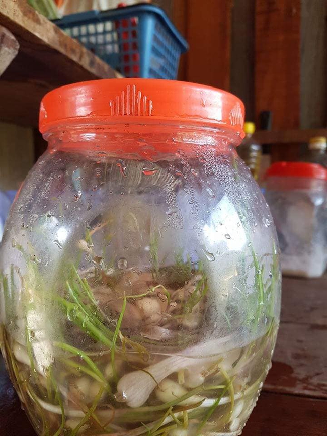 Hì hục làm hành muối ngâm 7 ngày 7 đêm như "luyện đan", anh chồng trẻ sững sờ khi lọ hành mọc cả mầm lẫn rễ - Ảnh 2.