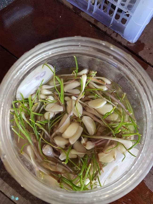 Hì hục làm hành muối ngâm 7 ngày 7 đêm như "luyện đan", anh chồng trẻ sững sờ khi lọ hành mọc cả mầm lẫn rễ - Ảnh 3.