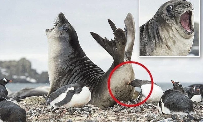 Bức ảnh chú hải cẩu Nam Cực hoảng hốt khi bị chim cánh cụt làm trò "chơi khăm" sau lưng khiến ai cũng phải bật cười - Ảnh 1.