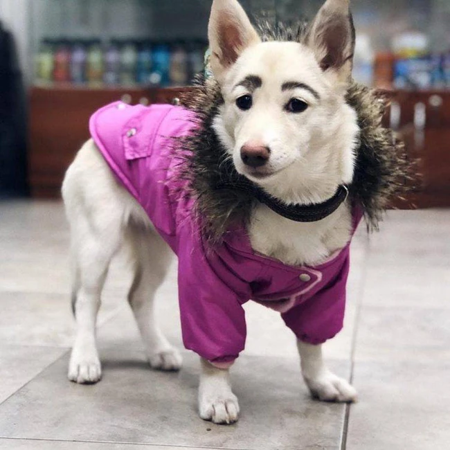 Tưởng rằng ai đó đã makeup cho chú chó tội nghiệp, ai ngờ đâu người bạn 4 chân lại sở hữu bộ lông mày lá liễu vô cùng kỳ lạ - Ảnh 1.
