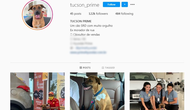 Chú chó lượn lờ trước cửa showroom ô tô được thăng chức thành "chuyên viên tư vấn", có hẳn instagram tương tác với fans - Ảnh 7.