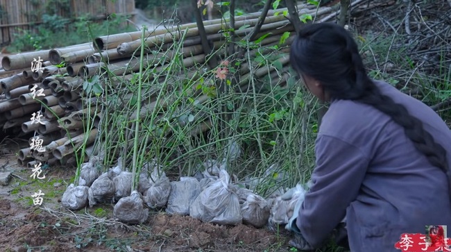 "Tiên nữ đồng quê" Lý Tử Thất mê hoặc hội chị em bằng vườn hồng như chốn cổ tích kèm công thức chế biến tỷ thứ từ loại hoa này - Ảnh 1.