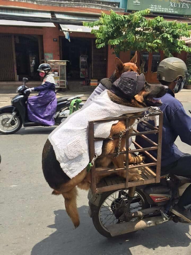 2 chú chó ngồi như muốn ngã luôn ra đường, dân mạng khuyên Sen nên đầu tư chiếc xe trước thềm "năm học mới" - Ảnh 1.