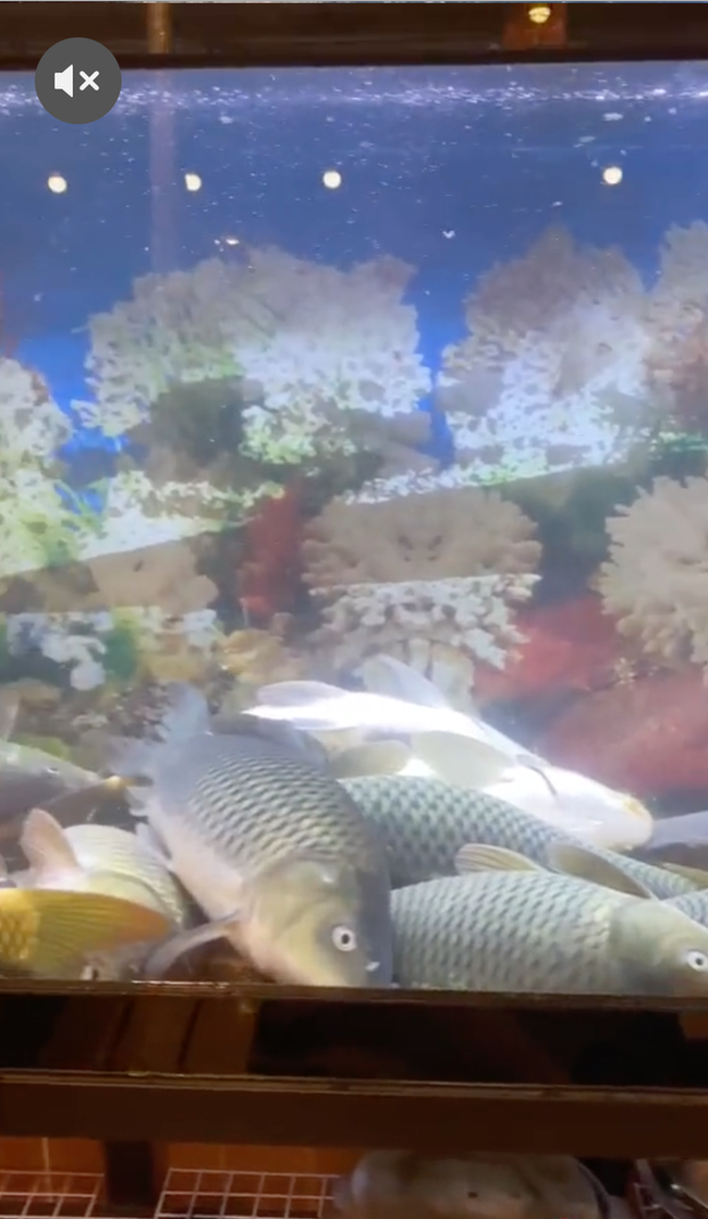 Cảnh tượng đàn cá nằm ngửa bụng, la liệt ngủ trưa nhưng vẫn mở mắt tròn xoe khiến chủ giật mình khi nhìn thấy  - Ảnh 2.