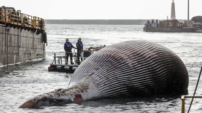 Cảnh sát biển bàng hoàng phát hiện xác sinh vật khổng lồ nhất từ trước đến nay nặng 70 tấn dạt vào bờ, câu chuyện phía sau gây nhói lòng - Ảnh 1.