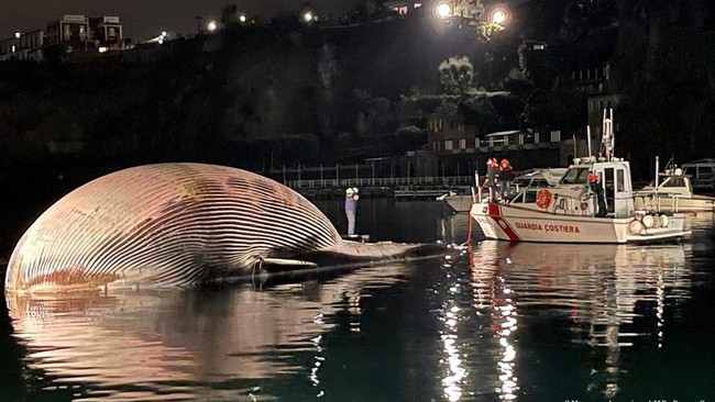 Cảnh sát biển bàng hoàng phát hiện xác sinh vật khổng lồ nhất từ trước đến nay nặng 70 tấn dạt vào bờ, câu chuyện phía sau gây nhói lòng - Ảnh 2.