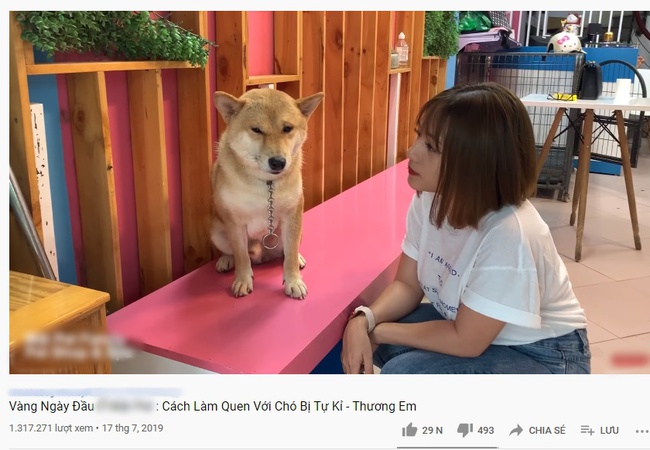 Bất ngờ về chú chó Shiba trong phim Cậu Vàng: Từng là chó tự kỷ, hay cắn người, nghi vấn đã bị nhà sản xuất đã nhuộm lông?  - Ảnh 3.