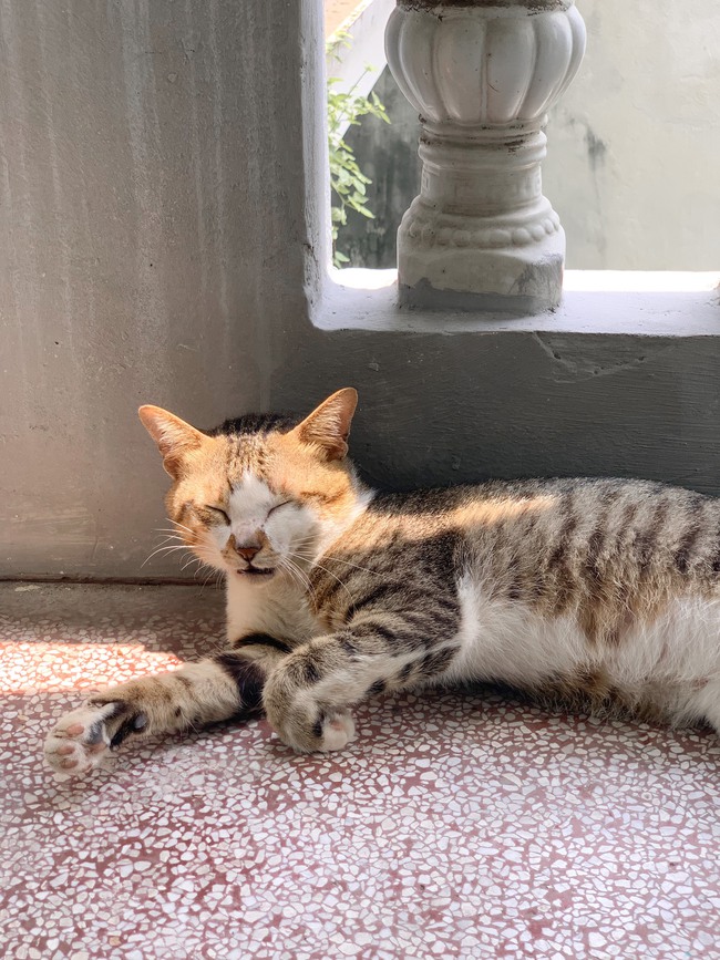 Có vô vàn những điều "khó hiểu" mà chỉ những người xem chó mèo là "con cái" mới có thể làm được! - Ảnh 8.