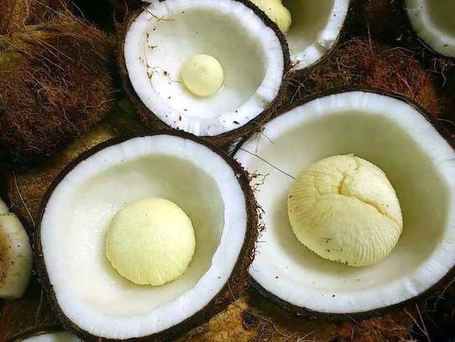 Quả đu đủ "mang bầu" 5 trái mini bên trong khiến dân mạng bất ngờ, nhiều người đùa hay là có mộng giống quả dừa!? - Ảnh 2.