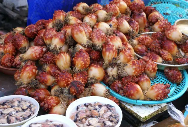 "Việc nhẹ lương cao" ở Hàn Quốc: Đứng tuốt loại sinh vật kỳ lạ ngay trên biển, nhận 50 triệu/ tháng - Ảnh 1.