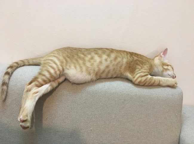 Chú mèo hoang thoi thóp giữa bãi rác sống sót thần kỳ nhờ lòng tốt của vợ chồng tốt bụng, hình ảnh hoàng thượng 3 năm sau khiến dân mạng "mắt chữ A miệng chữ O" - Ảnh 4.