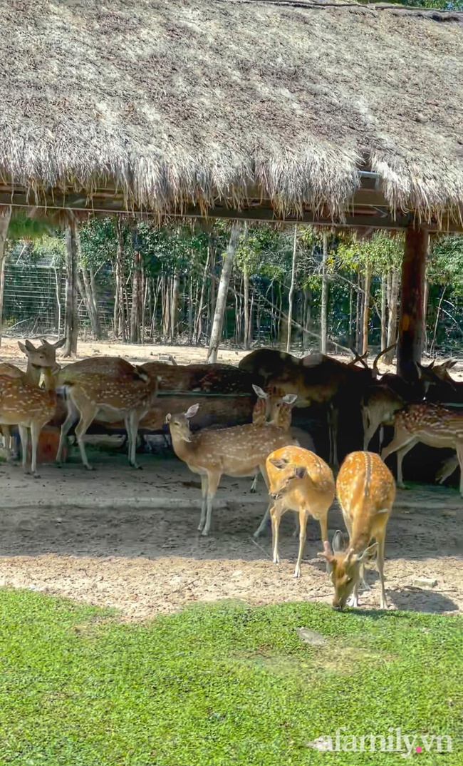 Mẹ Hà Nội kể hành trình đưa 2 con đi chơi tại Safari Phú Quốc, kết luận một câu: "Ai đang phân vân thì chốt luôn cho nhanh" - Ảnh 13.