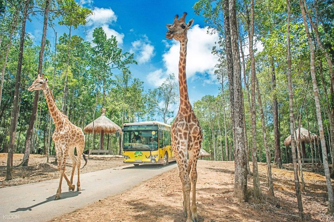 Mẹ Hà Nội kể hành trình đưa 2 con đi chơi tại Safari Phú Quốc, kết luận một câu: "Ai đang phân vân thì chốt luôn cho nhanh" - Ảnh 10.