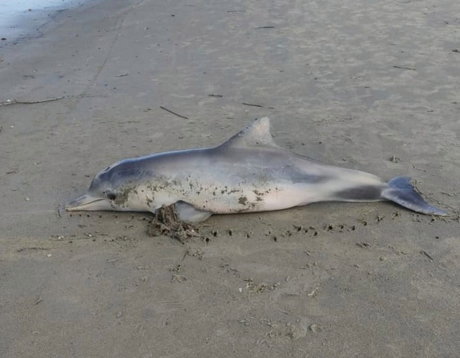 Phát hiện xác cá heo quý hiếm dạt vào bờ biển, bác sĩ thú y sốc nặng ghi gỡ "dị vật" cuốn chặt vào vây khiến con vật tử vong trong đau đớn - Ảnh 1.