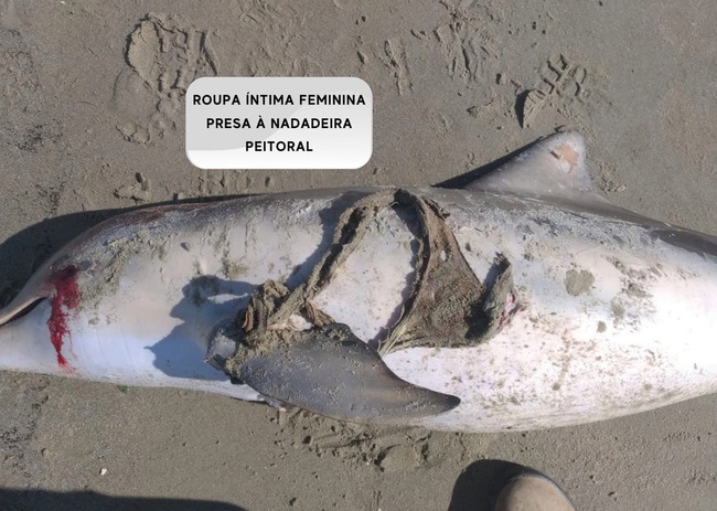 Phát hiện xác cá heo quý hiếm dạt vào bờ biển, bác sĩ thú y sốc nặng ghi gỡ "dị vật" cuốn chặt vào vây khiến con vật tử vong trong đau đớn - Ảnh 2.