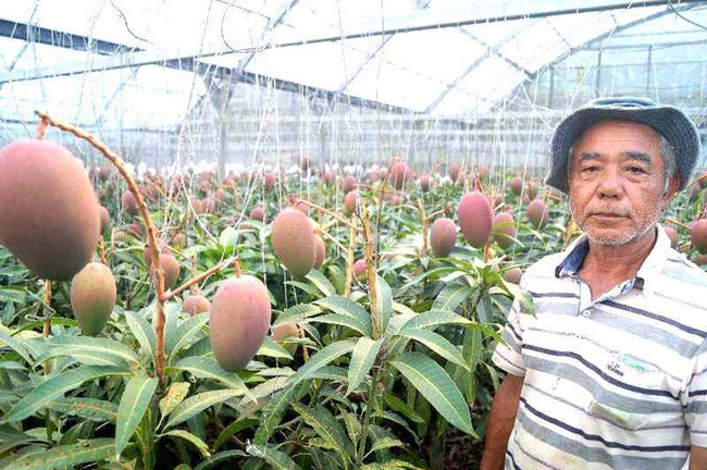 Lão nông trồng được cây xoài độc nhất vô nhị: Chỉ cao hơn 1m mà lại cực "mắn" cho ra hơn 800 trái mỗi vụ, phải dựng giàn cho khỏi gãy - Ảnh 1.