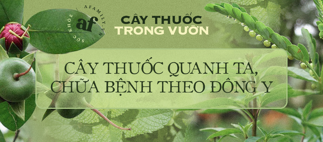 Loại chuối này được coi là thần dược trị bệnh, từ gốc đến ngọn đều được tận dụng, tiếc là người Việt không coi trọng vì không ngon - Ảnh 8.