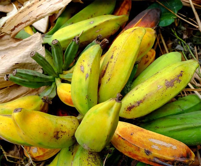 Loại chuối này được coi là thần dược trị bệnh, từ gốc đến ngọn đều được tận dụng, tiếc là người Việt không coi trọng vì không ngon - Ảnh 6.