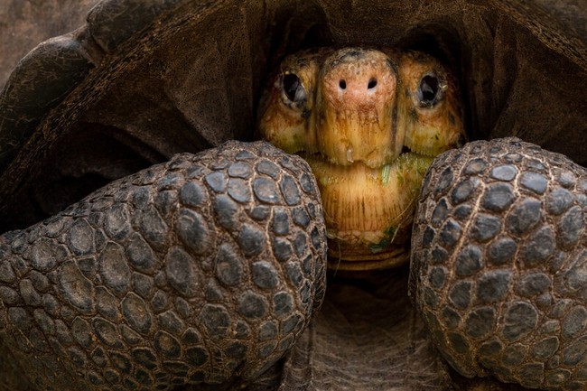 Loài rùa quý hiếm tưởng đã tuyệt chủng hàng thế kỷ trước bỗng được phát hiện vẫn &quot;sống nhăn răng&quot; ở nơi không ngờ - Ảnh 2.