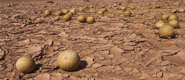 Sa mạc có một loại dưa hấu kỳ lạ nhưng không ai dám ăn, nguy hiểm đến mức phải để bảng cấm - Ảnh 10.