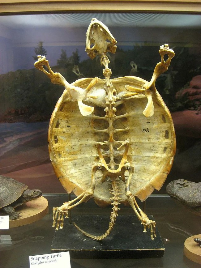 Kỳ lạ loài rùa hiền lành nhưng lại là ác mộng đối với thú săn mồi và nhà khoa học - Ảnh 9.