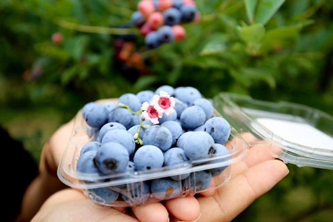 6 món được y học cổ truyền Ấn Độ mệnh danh là "hương vị cuộc sống", nuôi dưỡng não không gì sánh bằng - Ảnh 6. 6 món được y học cổ truyền Ấn Độ mệnh danh là "hương vị cuộc sống", nuôi dưỡng não không gì sánh bằng - Ảnh 6.