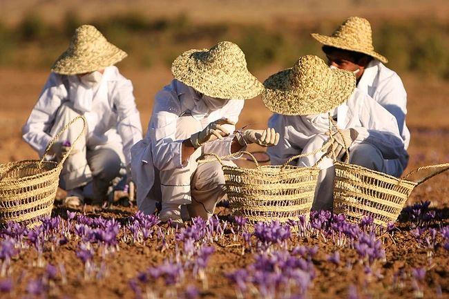 Loại gia vị đắt nhất thế giới, nhưng tận dụng có thể chống bệnh tiểu đường, tăng cường trí nhớ và tốt cho da - Ảnh 2.