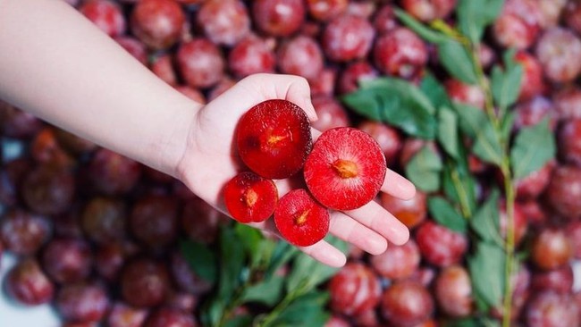 Mùa hè ăn mận đừng quên 5 điều, đảm bảo da đẹp, không sợ nóng lại khỏe xương - Ảnh 1. Mùa hè ăn mận đừng quên 5 điều, đảm bảo da đẹp, không sợ nóng lại khỏe xương - Ảnh 1.