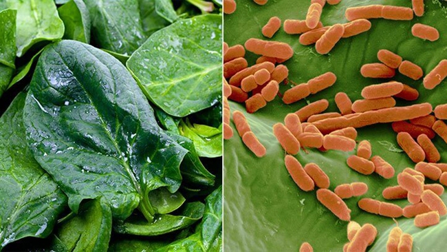 Vụ hơn 500 người ngộ độc sau khi ăn bánh mì tại TP Long Khánh, 3 bệnh nhi bị nhiễm trùng E.coli: Vi khuẩn này nguy hiểm thế nào? - Ảnh 3.