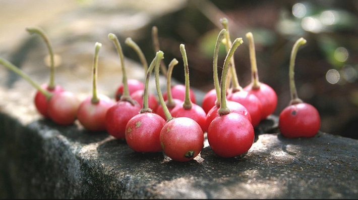 Không cần cherry, việt quất nhập khẩu đắt đỏ, ở Việt Nam có 1 loại quả rụng đầy gốc thay thế tốt, vừa sản xuất collagen vừa phòng chống ung thư - Ảnh 4.